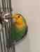 Lovebird