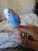 Parakeet