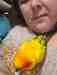 Conure