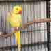 Indian Ringneck Parakeet