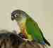 Conure