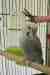 Budgerigar