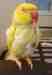 Indian Ringneck Parakeet