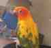 Conure