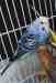 Budgerigar