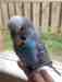 Budgerigar