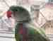 Alexandrine