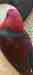 Eclectus