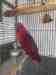 Eclectus
