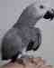 African Grey