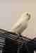 Parakeet