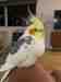 Cockatiel
