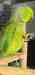 Indian Ringneck Parakeet