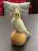 Cockatiel