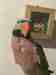 Mustached / Moustached Parakeet