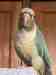 Conure