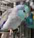 Parrotlet