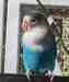 Lovebird