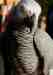 African Grey