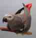 African Grey