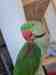 Alexandrine