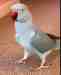 Indian Ringneck Parakeet