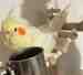 Cockatiel