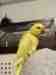 Indian Ringneck Parakeet