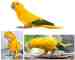 Conure