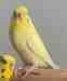Budgerigar