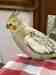 Cockatiel