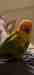 Conure