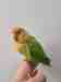 Lovebird