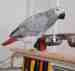 African Grey