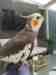 Cockatiel