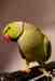 African Ringneck Parakeet