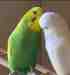 Budgerigar