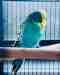 Budgerigar