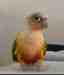 Conure