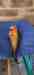 Conure Conure