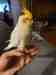 Cockatiel