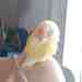 Lovebird