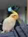 Cockatiel