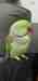 Alexandrine