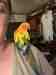 Conure