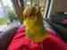 Budgerigar