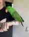 Eclectus