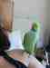 Indian Ringneck Parakeet