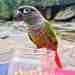 Conure