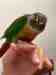 Conure